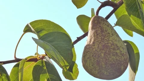 Ripe pear fruit on a branch close-up against a blue sky. Harvest time Video stock 208398636