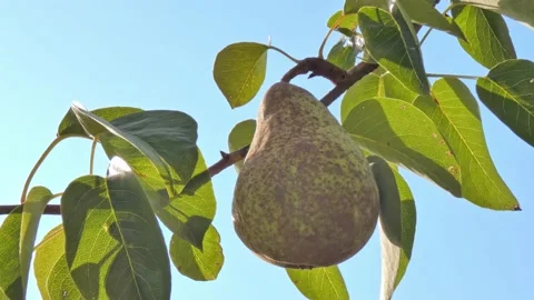 Ripe pear fruit on a branch close-up against a blue sky. Harvest time Video stock 208401661