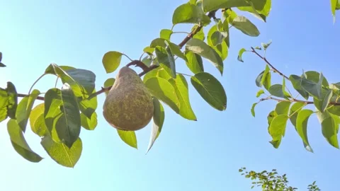 Ripe pear fruit on a branch close-up against a blue sky. Harvest time Video stock 208432114