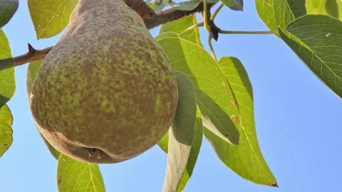 Ripe pear fruit on a branch close-up against a blue sky. Harvest time Video stock 208438788