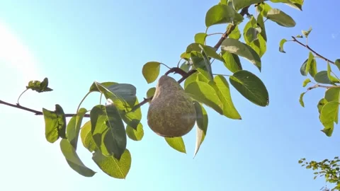 Ripe pear fruit on a branch close-up against a blue sky. Harvest time Stock Footage 208450701