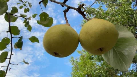Ripe pear fruits on tree. Stock Footage 346069245