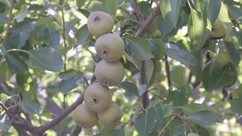 Ripe Pear Hanging on a Tree Among Green Leaves Stock Footage 313496257