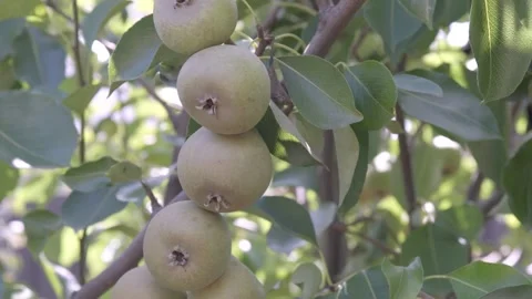 Ripe Pear Hanging on a Tree Among Green Leaves Stock Footage 313496334