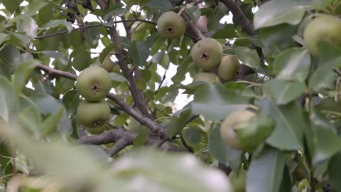 Ripe Pear Hanging on a Tree Among Green Leaves Stock Footage 313496491