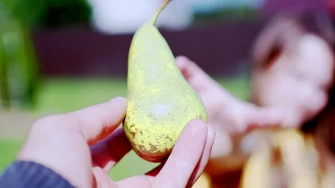 Ripe Pear Hanging on a Tree Branch Stock Footage 317427259