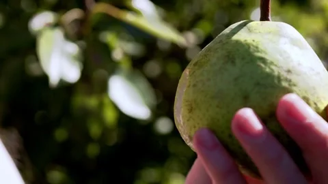 Ripe Pear Hanging on a Tree Branch Stock Footage 317427346