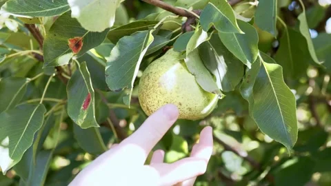 Ripe Pear Hanging on a Tree Branch Stock Footage 317427371