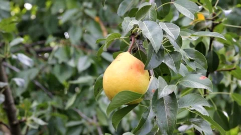 A ripe pear hangs from a tree branch surrounded by green leaves Stock Footage 331790207