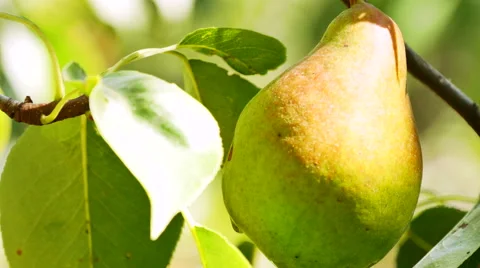 Ripe pear hangs on a tree in the garden Video stock 53772127