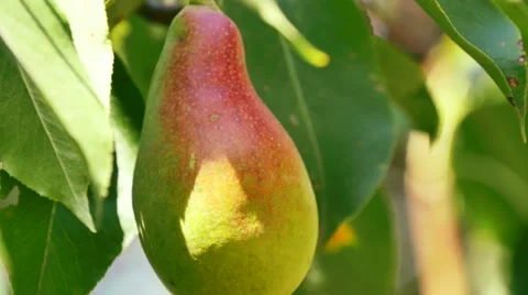Ripe pear hangs on a tree in the garden Stock Footage 53772151