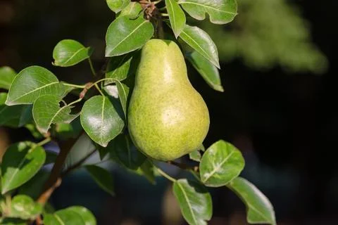 Ripe pear hangs on the tree. Italian countryside. Foto stock