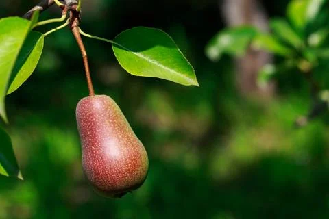 The ripe pear Stock Photos