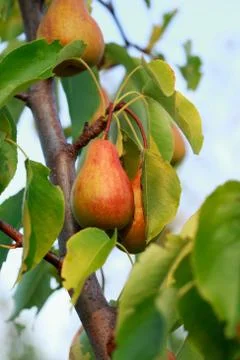 The ripe pear Фото