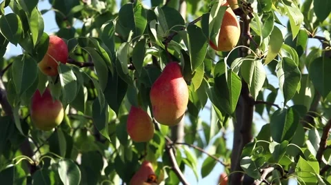 Ripe pear on a tree branch Stock Footage 58061872