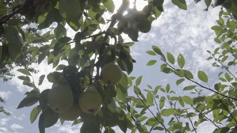 Ripe pear on a tree branch. Pear hanging on a branch in orchard. Sun light Video stock 131307051