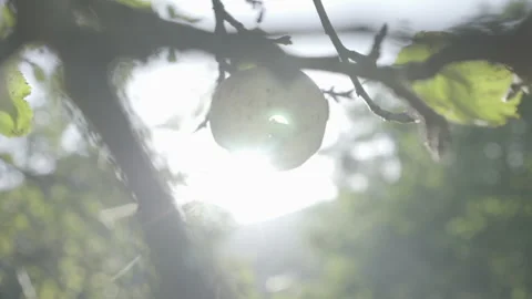 Ripe Pear On A Tree Branch. Pear Hanging On A Branch In Orchard. Sun Light Stock Footage 264037929
