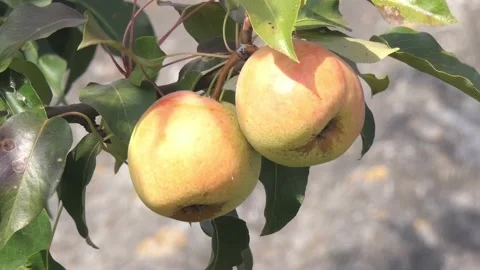 Ripe pear on the tree. pear fruit in the wind Stock Footage 218389785