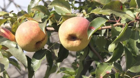 Ripe pear on the tree. pear fruit in the wind Stock Footage 219747834