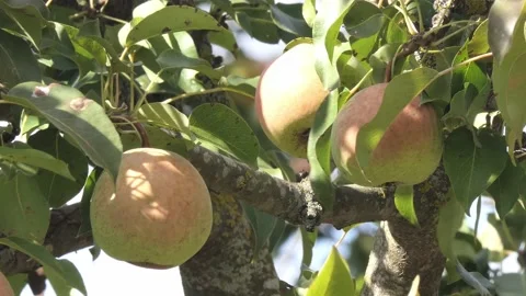 Ripe pear on the tree. pear fruit in the wind Stock Footage 220575097