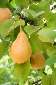 Ripe pear on tree Фото
