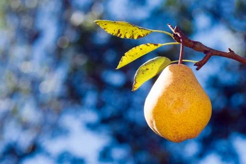 Ripe pear on tree Stock Photos