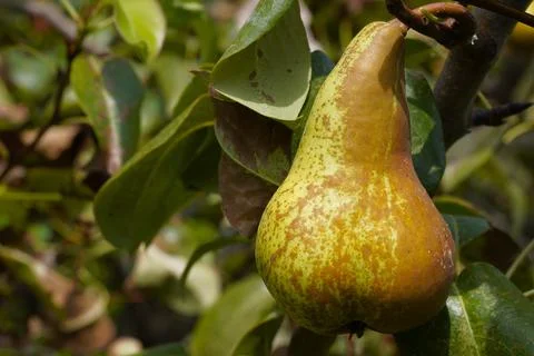 Ripe pear on a tree. 스톡 사진