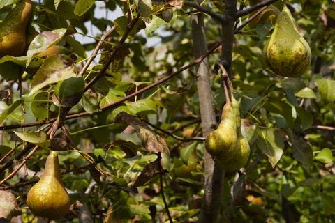 Ripe pear on a tree. 스톡 사진