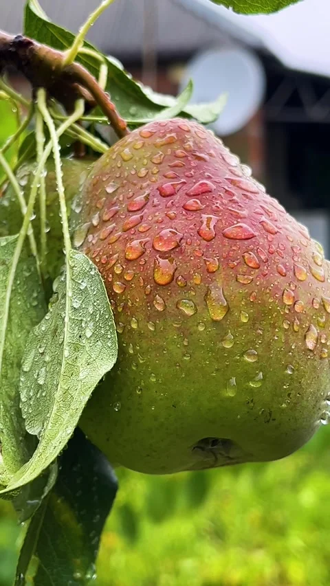 Ripe pear on a tree in the rain. Green pear with red barrel. Stock Footage 316316092