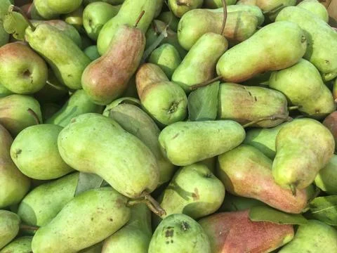 Ripe pears as a background Stock Photos