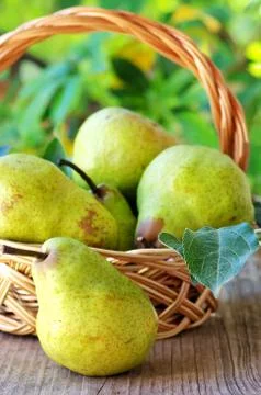 Ripe pears on basket Stock Photos