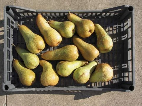 Ripe pears in box Foto stock