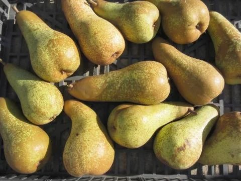 Ripe pears in box Stock Photos