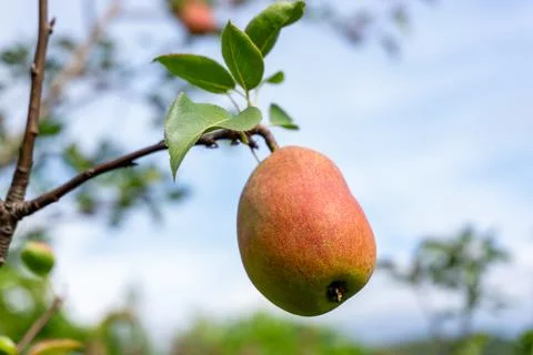 Ripe pears on a branch against the blue sky Stock Photos
