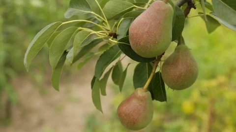 Ripe pears on a branch Stock Footage 77617289