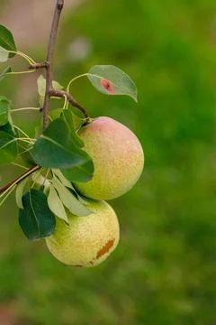 Ripe pears on a branch, vertical frame Stock Photos