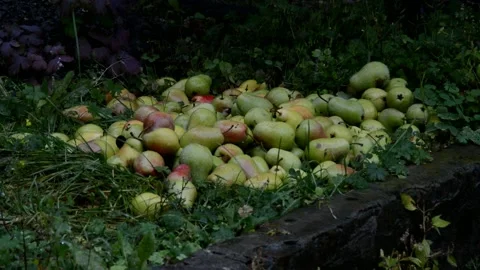 Ripe pears during the rain with snow Stock Footage 231316367