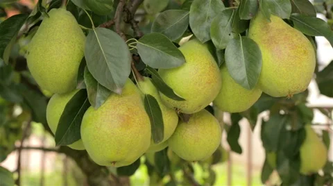 Ripe pears Stock Footage 41470968