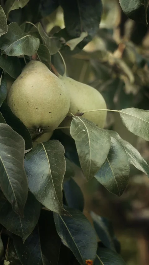 Ripe pears Stock Footage 314186642