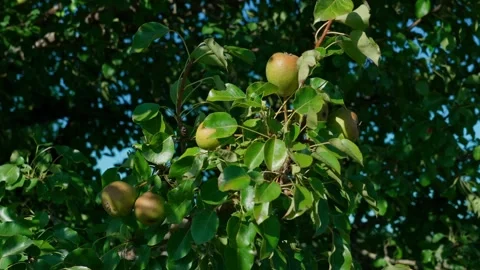 Ripe pears Stock Footage 330253807