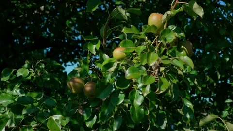 Ripe pears Stock Footage 330253833