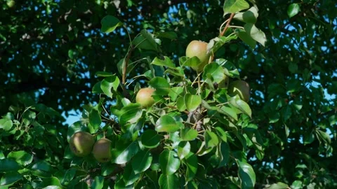 Ripe pears Stock Footage 330253843