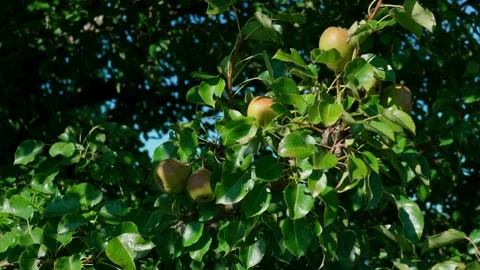 Ripe pears Video stock 330253851