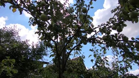 Ripe pears in the garden. Stock Footage 141134772