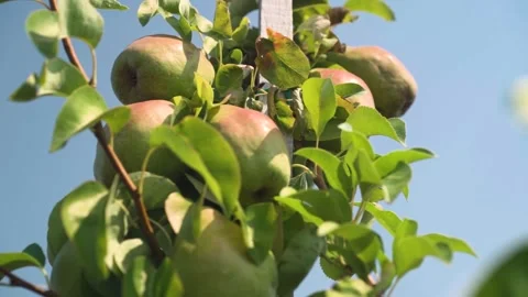 Ripe pears growing on a tree. fruit farm. close-up Stock Footage 250277114