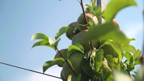 Ripe pears growing on a tree. fruit farm. Stock Footage 251462195