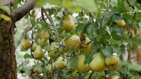 Ripe pears hang on the branches of a tree. Gardening. Video stock 217400206