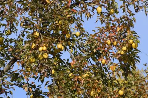 Ripe pears hang on branches of a tree. Late autumn in the garden, late variet Foto stock