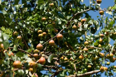 Ripe pears hanging on branches of a fruit tree laden with green foliage Stock Photos