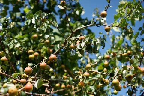 Ripe pears hanging on branches of a fruit tree against a clear sky Stock Photos